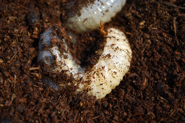 カブトムシ飼育開始